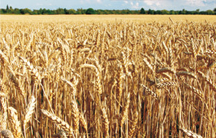 Debasafe_Detail_1 DEBASAFE argriculture