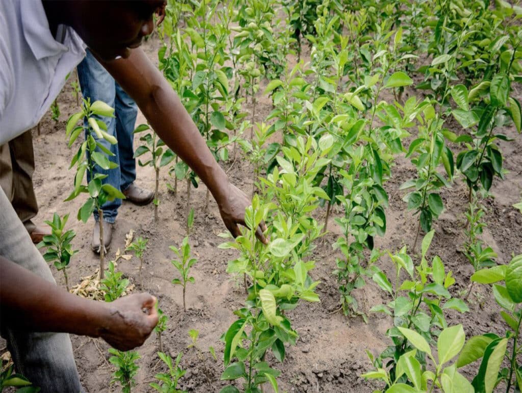 Tree planting in Togo